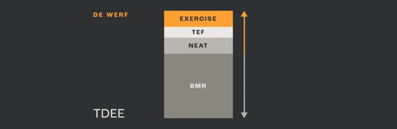 Diagram van TDEE: balk met secties voor BMR, NEAT, TEF en Exercise. Pijl toont totale energieverbruik.